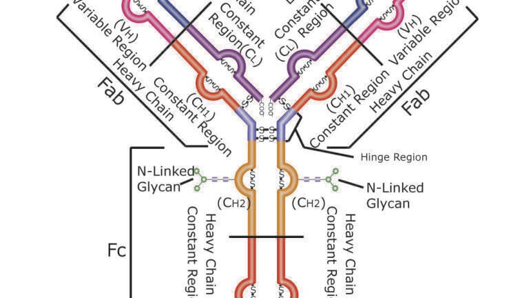 BIOshell™ IgG 1000  C4 UHPLC Column for Improved Biomacromolecule Separations